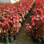 Acalypha Rosia