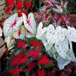 Caladium- Red