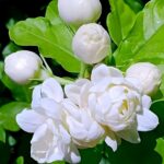 Jasmine 12 layers