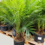 Phonenix Palm