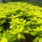 Pisonia Alba