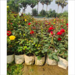 Roses