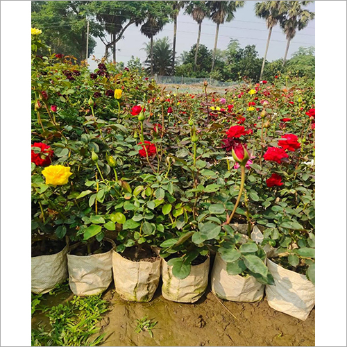 rose Roses - Image 1