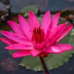 Water Lilly - Pink