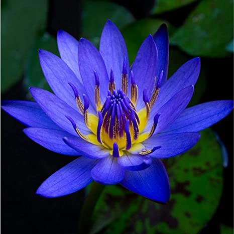 water lilly blue Water Lilly - Voilet - Image 1