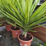 Yucca